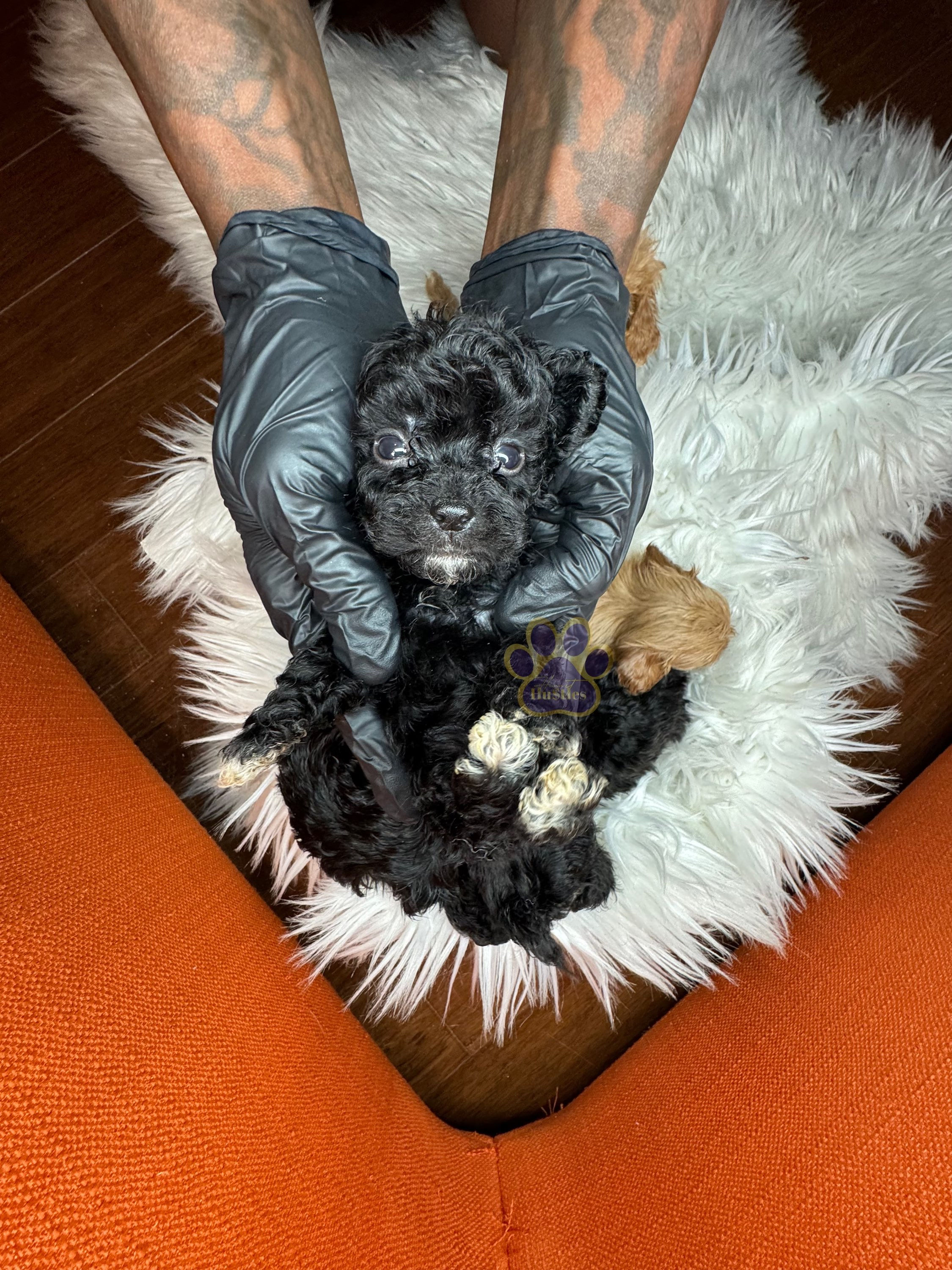 Toy Maltipoo 