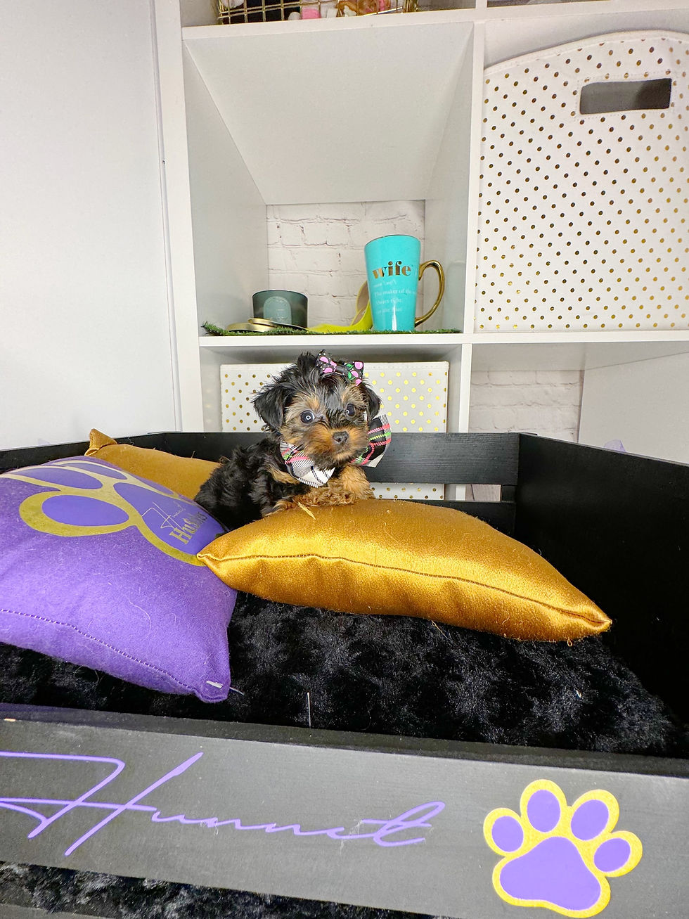 Thumbnail: Female Yorkie
