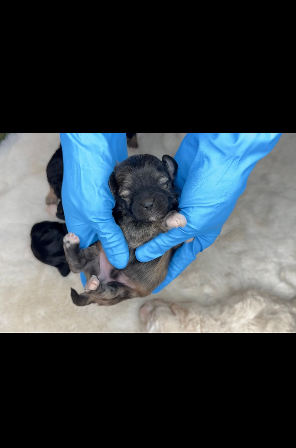Thumbnail: TeddyPoos | ShihPoos