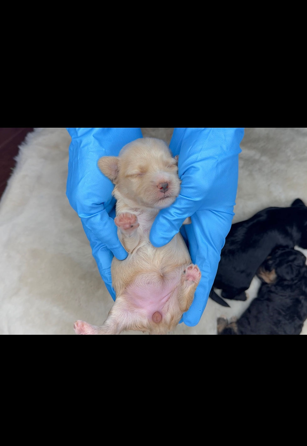 Thumbnail: TeddyPoos | ShihPoos