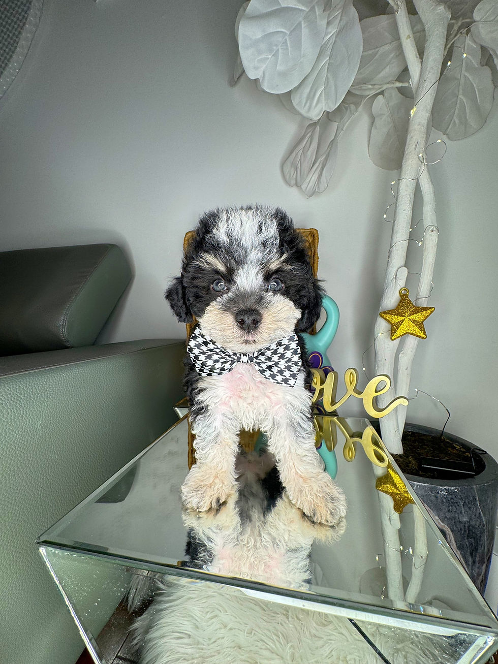 Thumbnail: Male Toy Poodle 