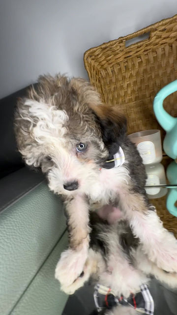 Thumbnail: Male Toy Poodle