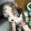 Thumbnail: Male Toy Poodle