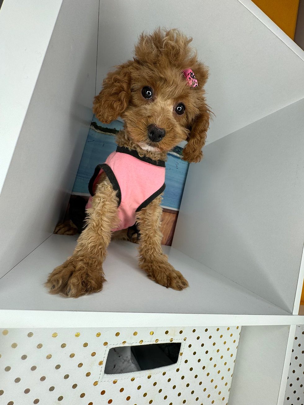 Thumbnail: Female CavaPoo
