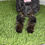 Thumbnail: Toy CavaPoo