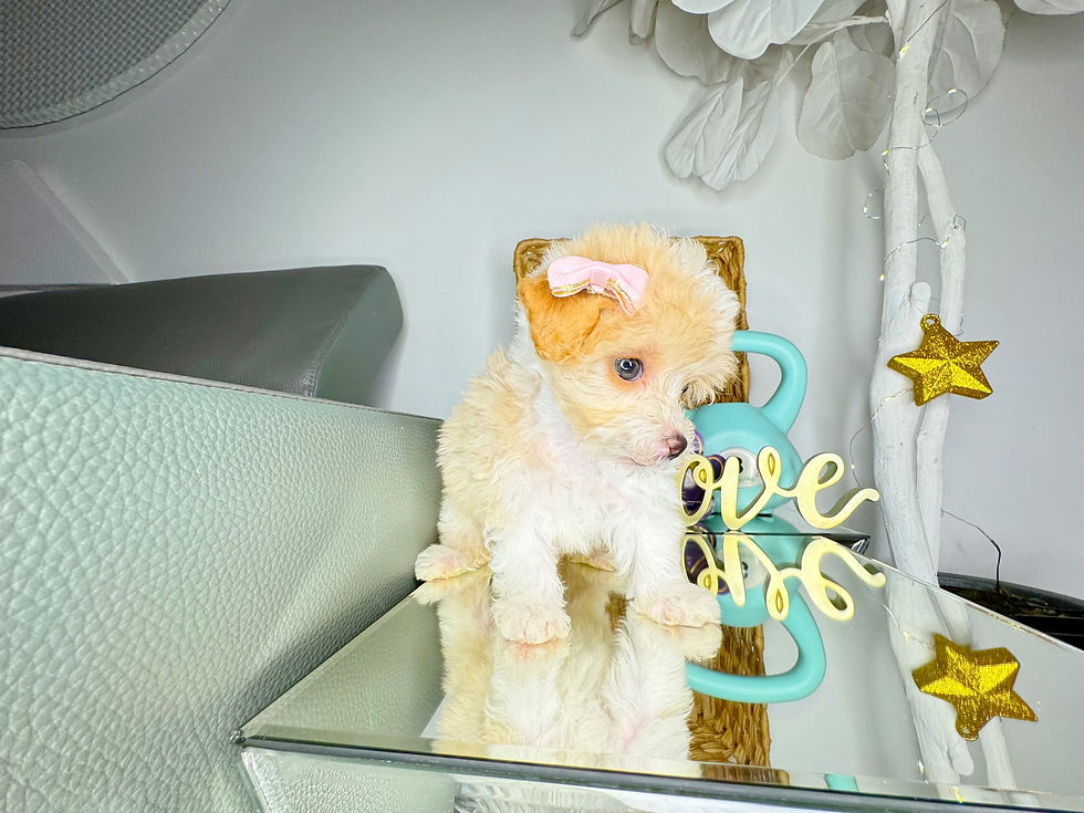 Thumbnail: Female Toy Maltipoo 