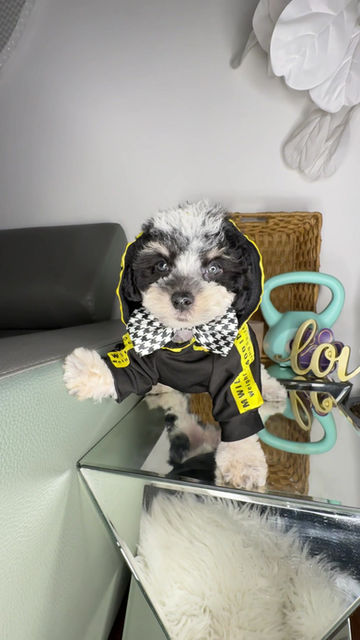 Thumbnail: Male Toy Poodle 
