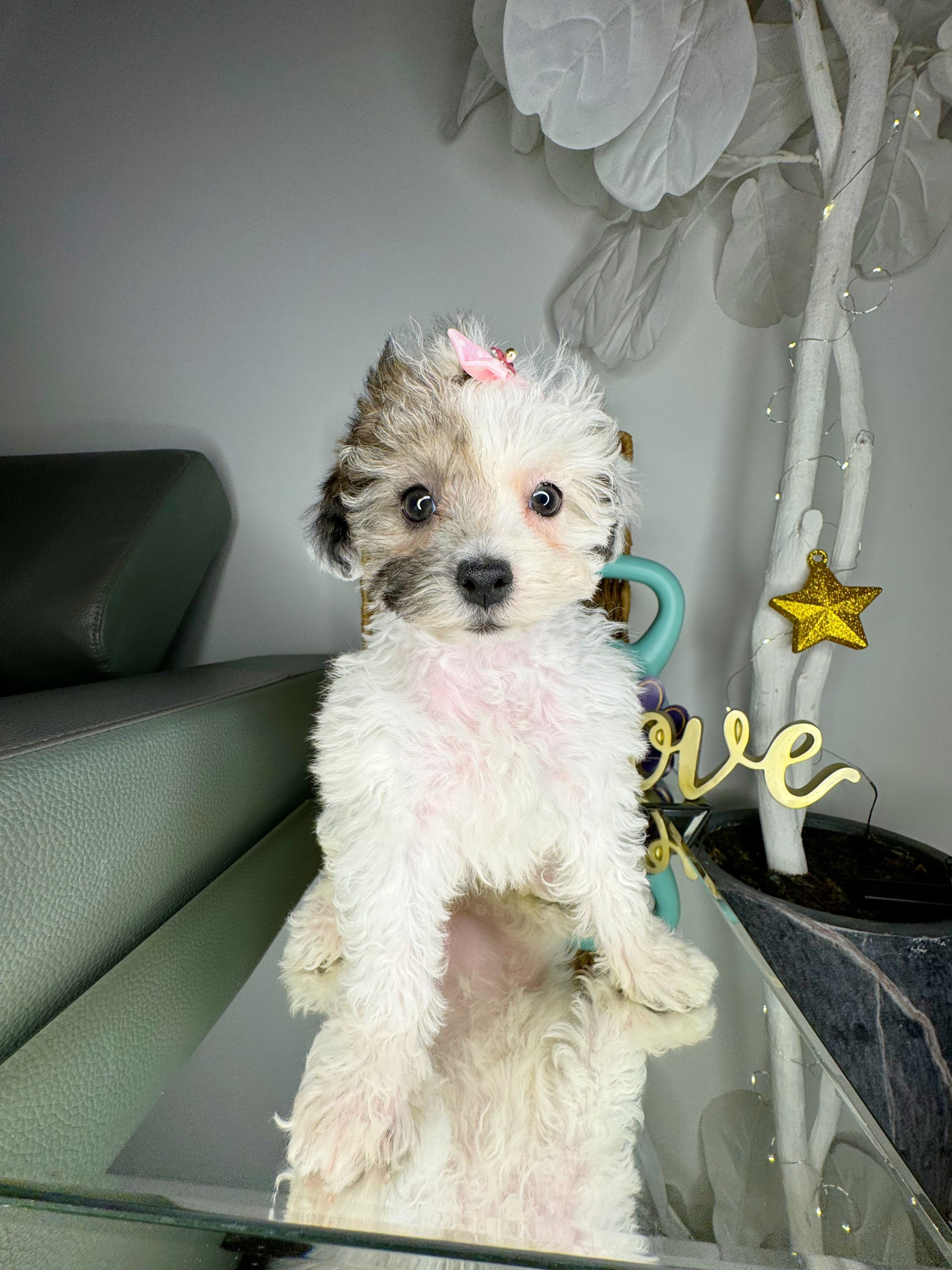 Female Toy Poodle
