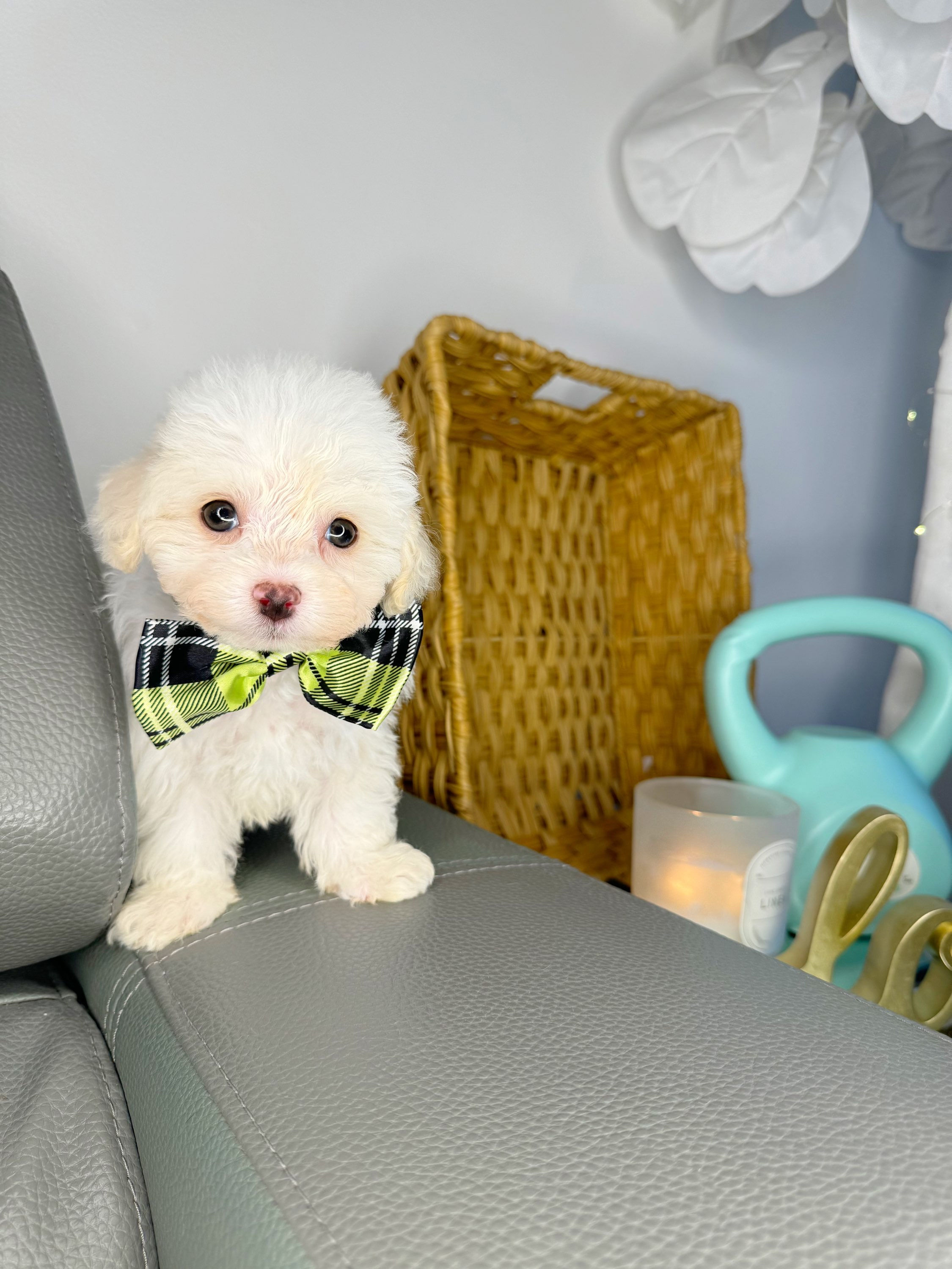 Male Toy Maltipoo 