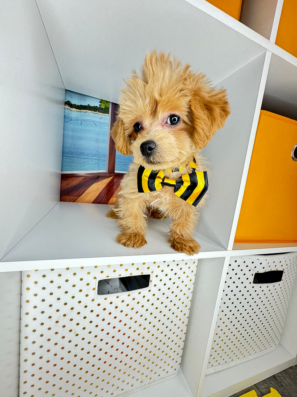 Thumbnail: Male Maltipoo 