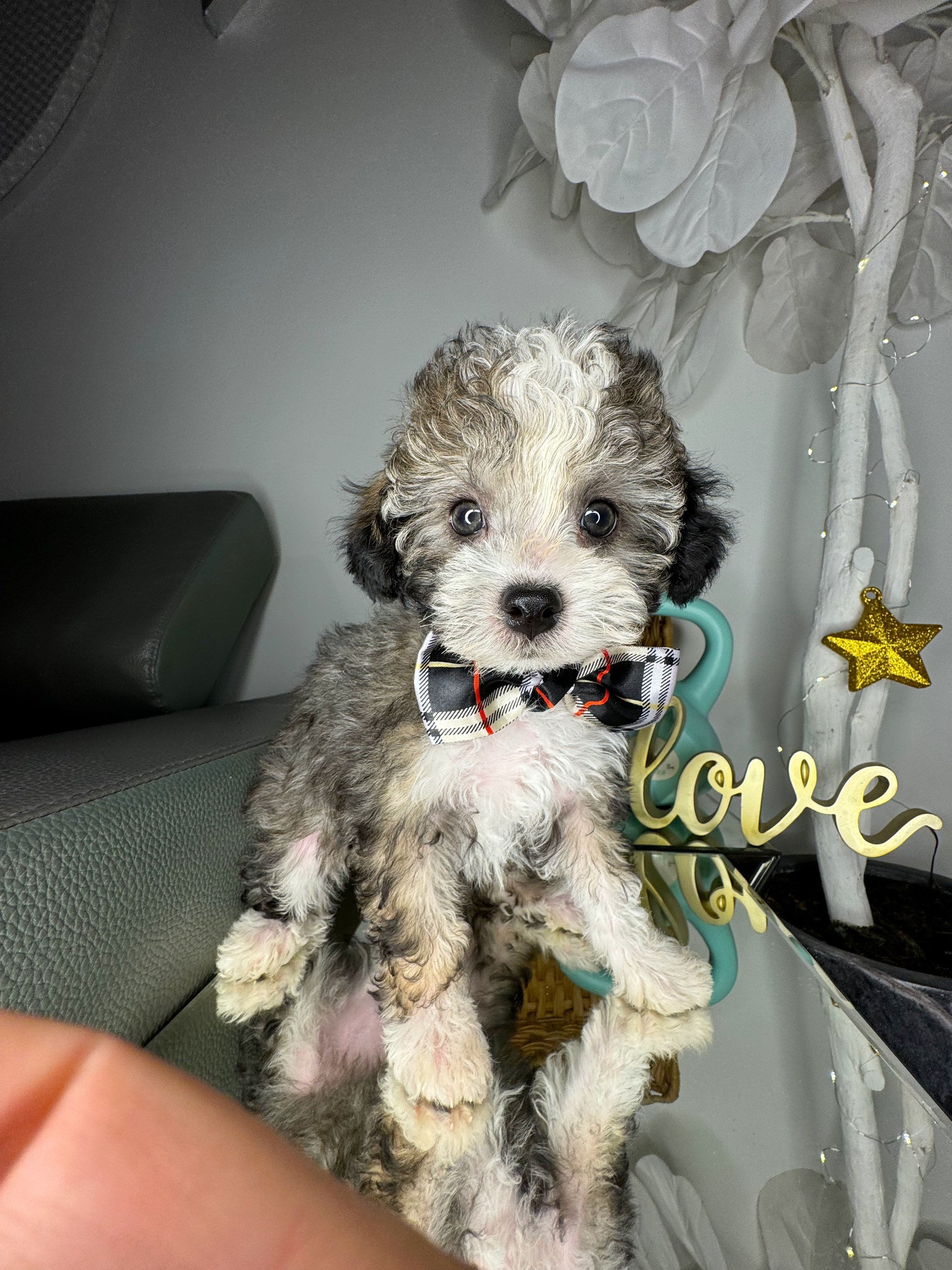 Male Toy Poodle