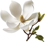 flor2.png