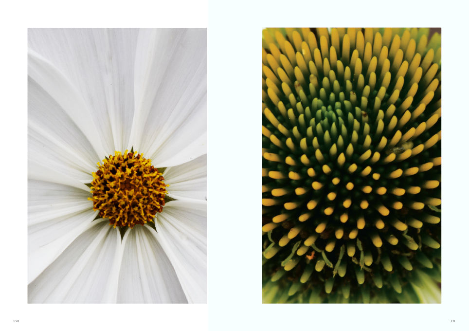 Thumbnail: PLANTS. FLOWERS