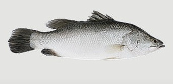 Barramundi_edited_edited_edited_edited.j