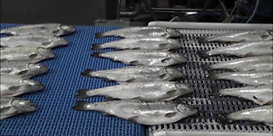fish_plant.jpg