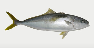 yellowtail-duffy_edited_edited.jpg