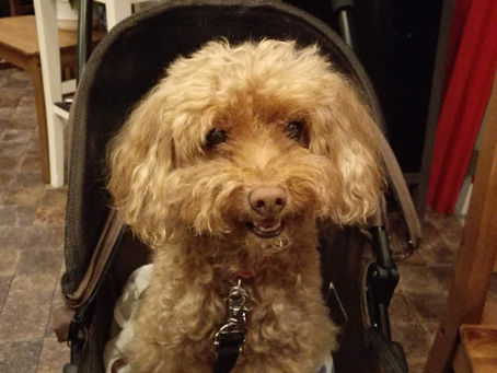 トイプードルのトイちゃん