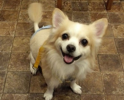 ロングコートチワワのラビくん