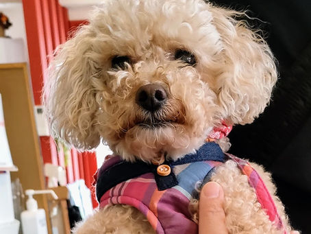 トイプードルのむぎちゃん