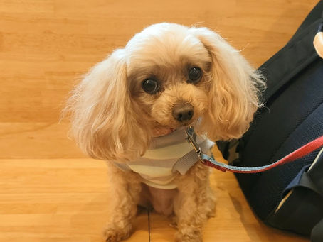 トイプードルのルンバちゃん