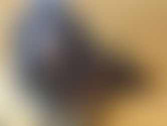 ミニチュアダックスの、しおりちゃん