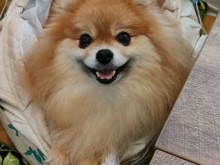 ポメラニアンのやこちゃん