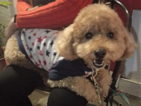 トイプードルのチャチャくん