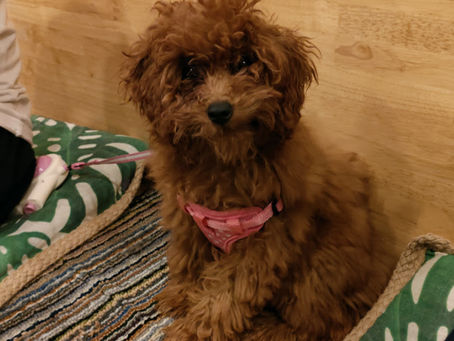 トイプードルのベルちゃん