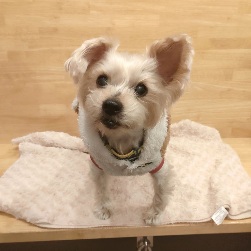 ヨークシャーテリアのピースくん