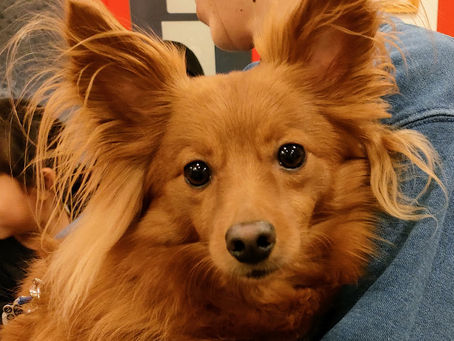 ポメラニアン×トイプードルの　まるくん