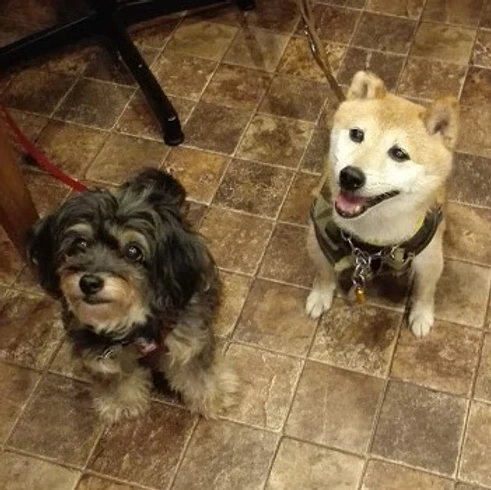豆柴犬まめ豆蔵くん チワプーぷち蔵くん 豆柴犬まめ豆蔵くん チワプーぷち蔵くん