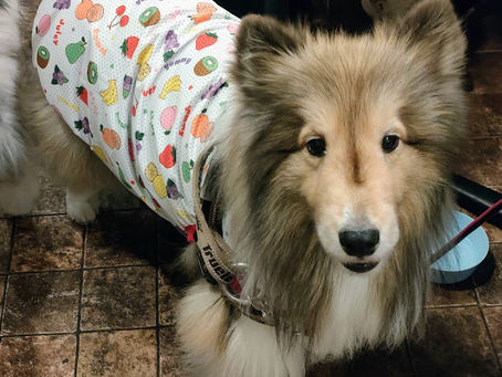 シェルティーのポラリスちゃん