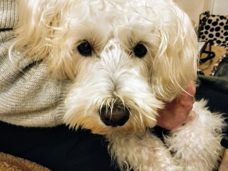 ミニチュアシュナウザーのリブくん