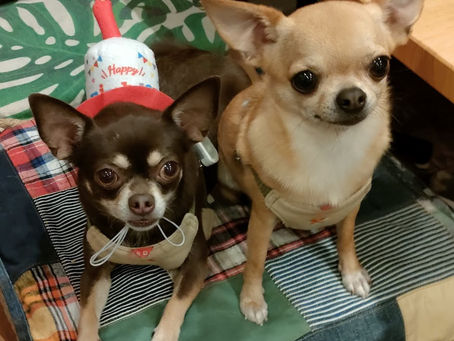 チワワのバンビちゃん＆トンスケくん