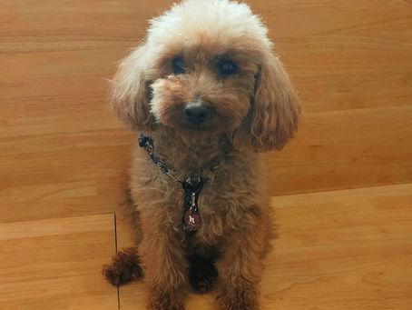 トイプードルのキウィちゃん