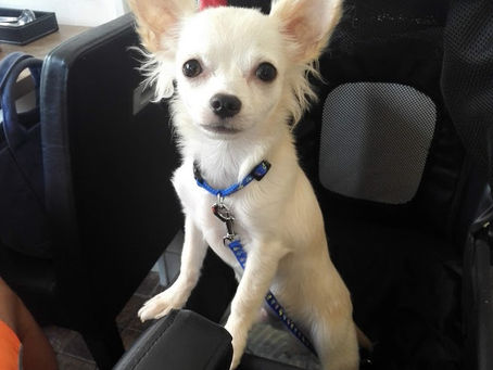 チワワのなつめくん