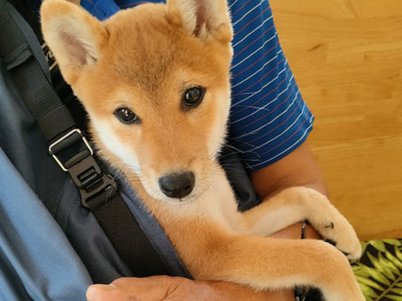 柴犬の大和くん