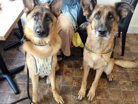 シェパードのリヒトくん＆ふうちゃん、チワワのたいちくん