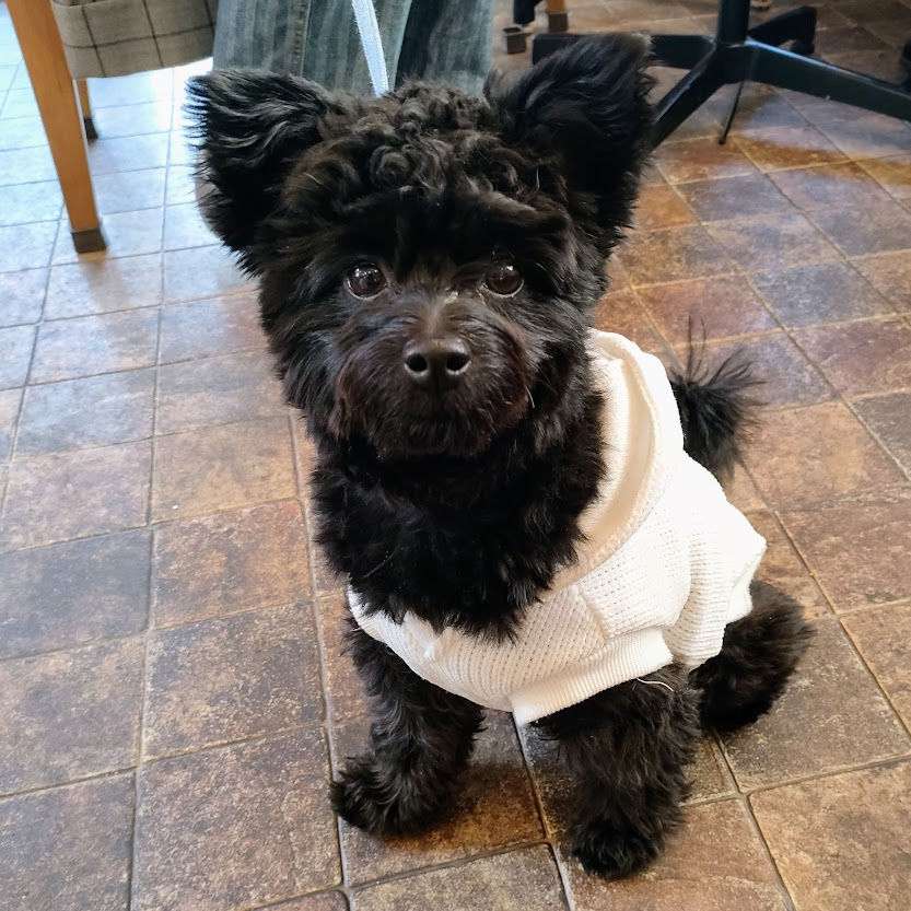 ポメプーの空くん