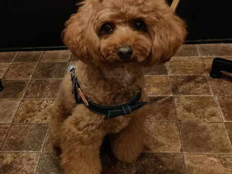 トイプードルのリリィちゃん