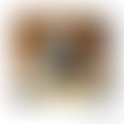 シーズーのこうたくん