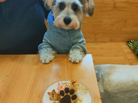 ミニチュアシュナウザーのウラちゃん