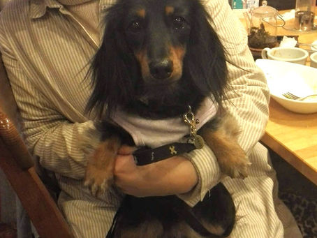 ミニチュアダックスのエマちゃん