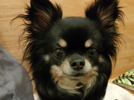 ロングコートチワワのあずきくん