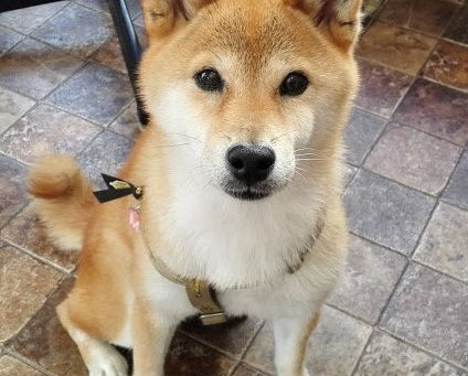 柴犬のモモちゃん