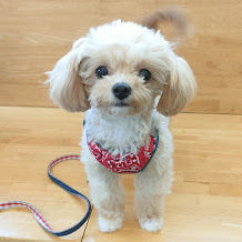 チワプーのプーちゃん