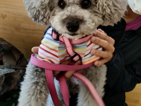 トイプードルのさくらちゃん