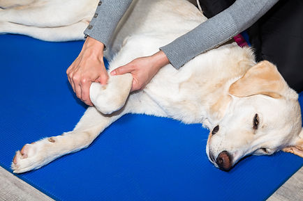 Tierheilpraxis Lerner Physiotherapie Hund