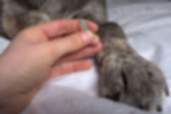 Tierheilpraxis Lerner Akupunktur beim Tier