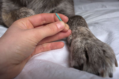 Tierheilpraxis Lerner Akupunktur beim Tier